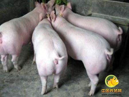 生长肥育猪对猪舍温度要求