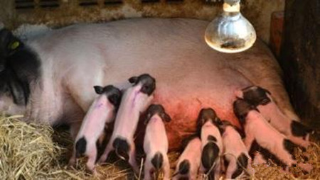 提升母猪繁殖力是猪场今后生存的保障