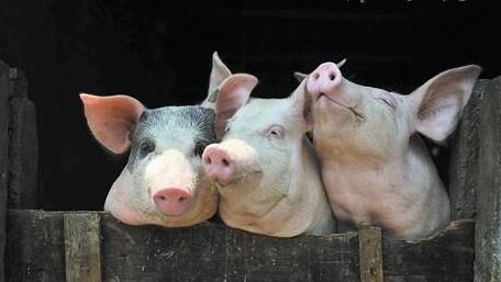 肥猪资源紧缺，部分养殖户表示猪已卖完，等安心过年