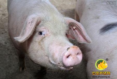 2017年我省生猪养殖业仍将是盈利的一年，生猪养殖总体利好