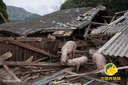 养殖场如何建设能防地震危害？