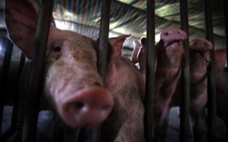 上海最大养猪场开拆 预计拆除面积达17.5万平方米