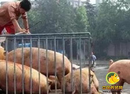 猪场必须遵守的猪病防治原则，超实用！