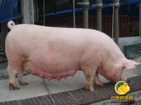 没有B超机，怎么有效准确的判定母猪是否怀孕？