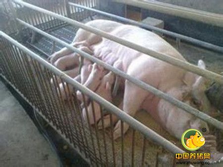 氯前列烯醇在母猪生产中的应用方案要点