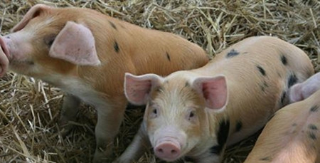 主要以发烧为主的几种猪病防治?