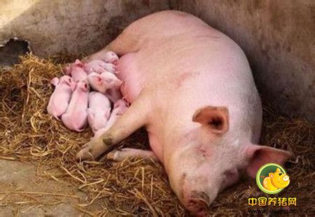 让人震惊的国外母猪的繁殖性能!