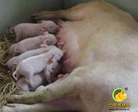 怎样掌握好怀孕母猪的喂料量？