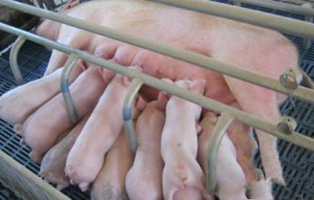 补充生殖营养，预防母猪“二产综合征”