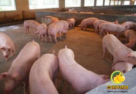 农村养猪人和猪贩子谈猪价，为什么总是完败！