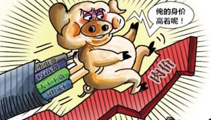 春节临近猪价飞涨，这年该怎么过？