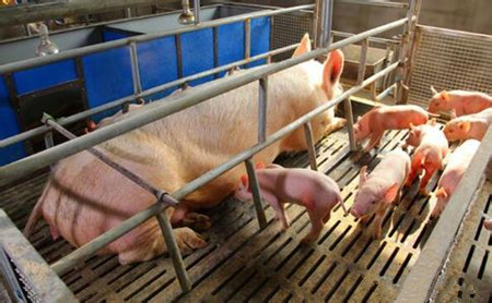 母猪的生殖营养调控