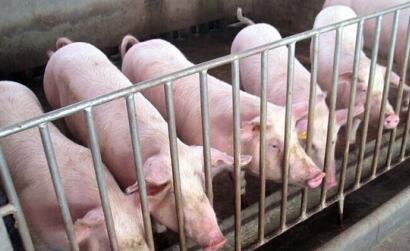 农业部：猪肉价格在连续5个月下降后转涨