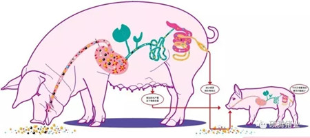 益生菌对猪群健康竟有这般功效？