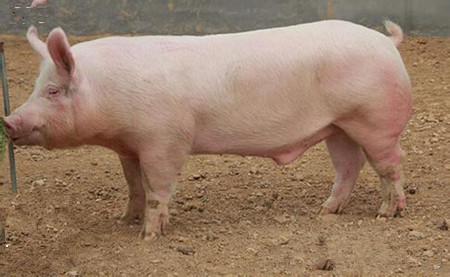 2016年哪些病毒性猪病是猪场常发的？