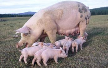 生物素在养猪生产中的作用