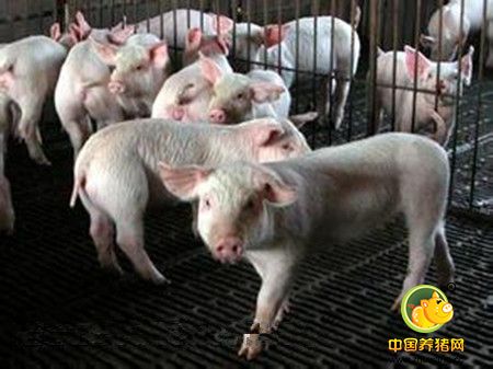 规模化猪场母猪不发情原因及处理