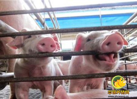 科技母猪使用有机铁是否可以解决仔猪缺铁性贫血？