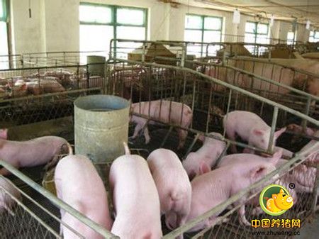 农村规模化养猪，应该注意哪些问题？