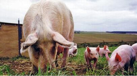 能繁母猪存栏连降40个月 养猪闭着眼睛也能再赚一年