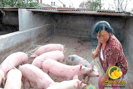猪场抑制饲料成本的5种方法