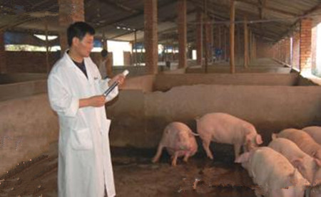 养猪之临床治疗用药误区？