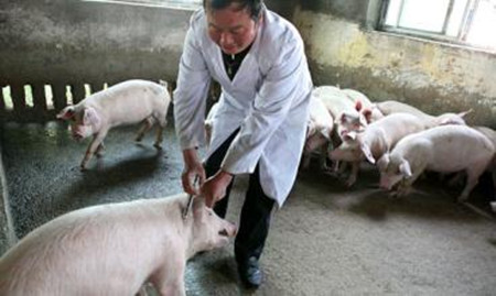 猪病猖獗原因  如何正确使用兽药