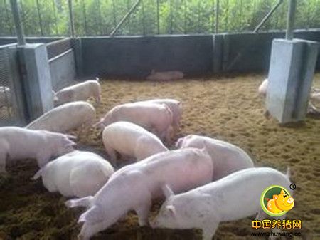 发酵床“零排放”环保养猪舍
