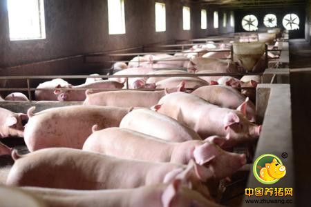 深度解析：如何计算100头猪养殖成本与后期收益