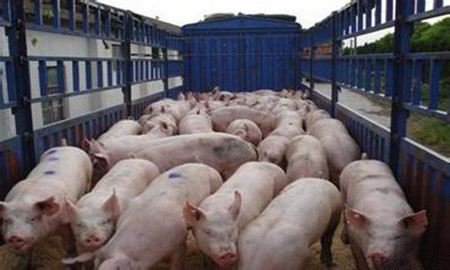 专业养肥猪的猪场每年需投入多少钱？年利润多高？