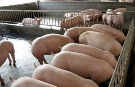 猪场内不宜滥用磺胺类药物控制疾病