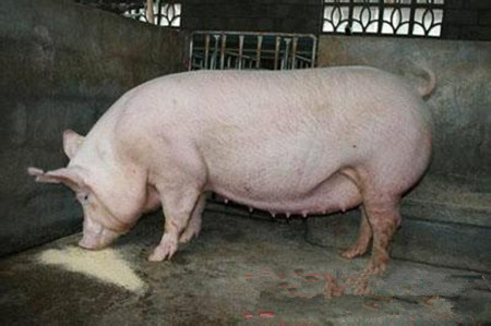猪场内母猪不宜滥用磺胺类药物控制疾病