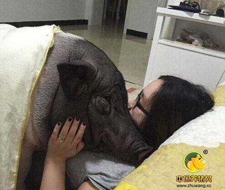 美女与170斤猪同吃同睡 网友：好白菜被猪拱了！