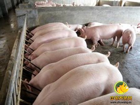养猪生产过程中要猪群莫要滥磺胺类药物