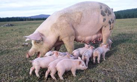 安乃近在养猪过程中的应用方案