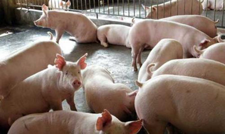 猪病的防治:母猪产前不食