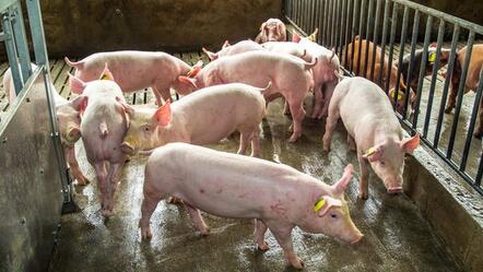 屠企压价办法多，对因防病养好猪才是硬道理！