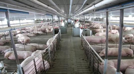 300头母猪猪场的设计方案
