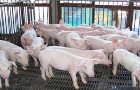 血浆蛋白或可替代抗生素用于养猪生产