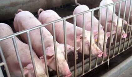 2016年全国屠宰生猪2.1亿头，预计本月肉价有较大涨幅