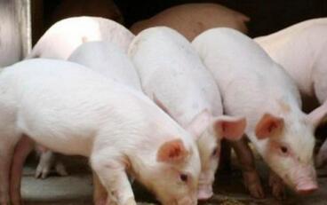 2016年全年都是缺猪的痕迹，猪价哪有理由跌？