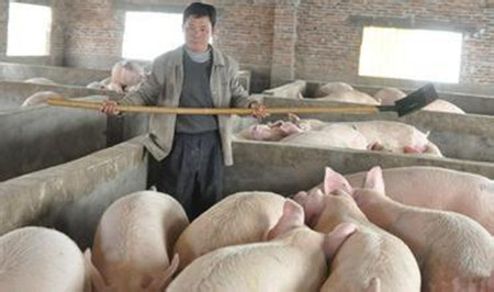 中国抗生素滥用造成环境污染 牲畜用药量吓坏养殖户