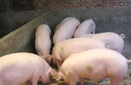 猪病用药原则与药物特性介绍