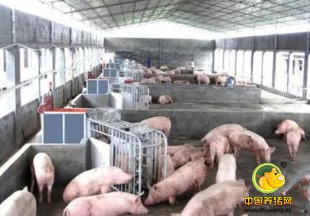 猪场设备选择方法，怎样选择养猪设备
