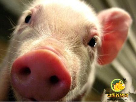 如何保护母猪的肝脏？听国外专家怎么说