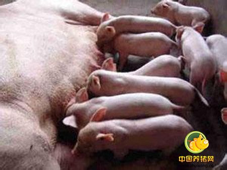 初产母猪死胎普遍存在，造成猪场损失惨重：分析母猪产新鲜死胎的原因！