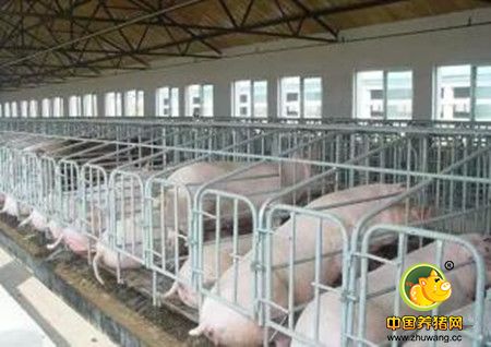 500头母猪以上大中型规模猪场特点及现场健康管理实施步骤