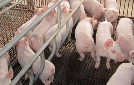 淀粉对育肥猪生长性能和营养物质消化率的影响