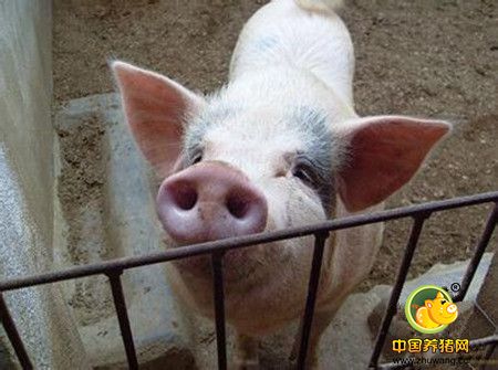 五大原因引发猪呼吸道疾病，看完恍然大悟!