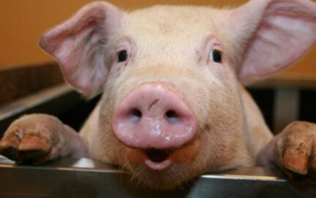 五大原因引发猪呼吸道疾病，你可知？